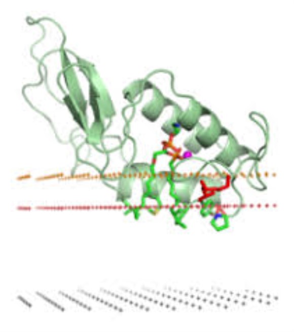 Phospholipase A2 P00630 Bee Venom Protein