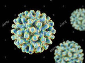 anti-Hepatitis B core mAb