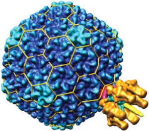 HSV-1 gD recombinant antigen