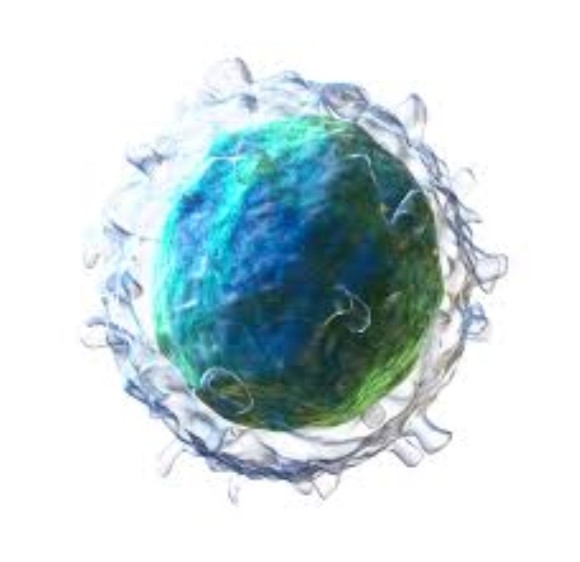 anti-IgM Heavy chain expressed on B cells