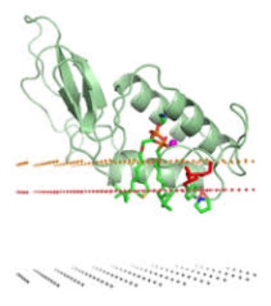 Phospholipase A2 P00630 Bee Venom Protein