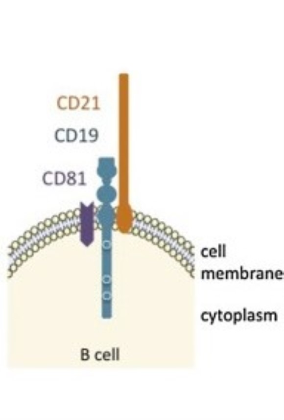anti-CD19 IgG1 monoclonal antibody