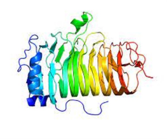 Single chain anti CD20 antibody