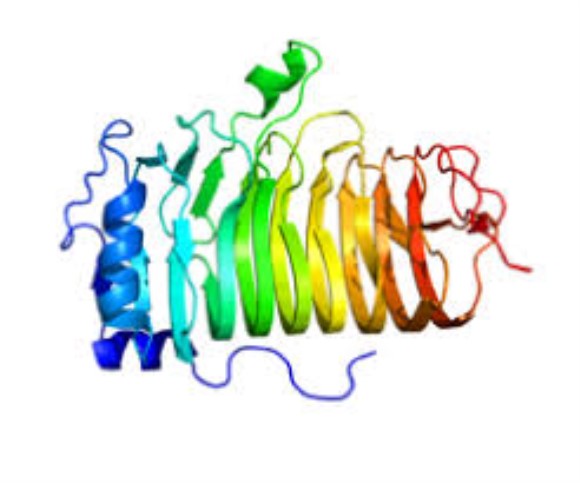 anti-CD20 monoclonal antibody