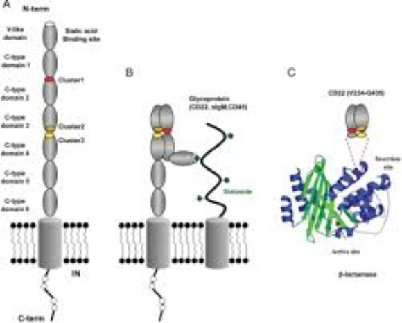anti-CD22 monoclonal antibody