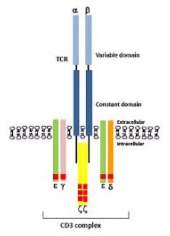 anti-CD3 monoclonal antibody