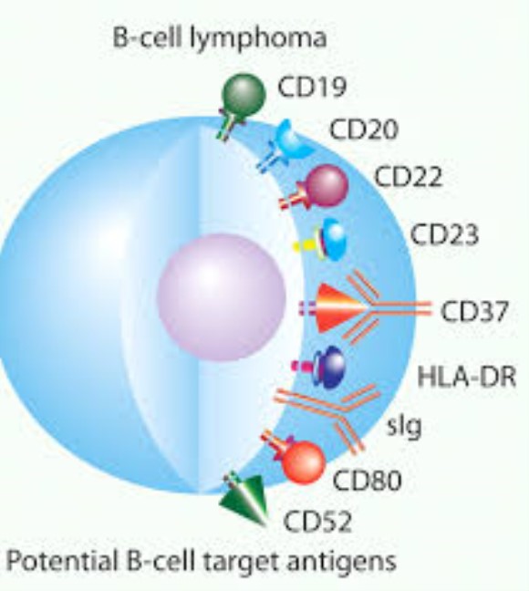 anti-CD37 IgG2b mAb