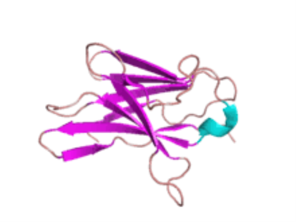 anti-CD8 monoclonal antibody
