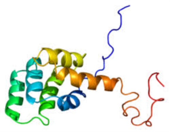anti-FAS IgM mAb