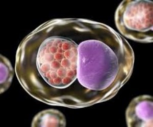 Chlamydia Trachomatis