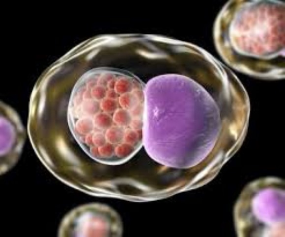 Chlamydia trachomatis W2 Recombinant Antigen