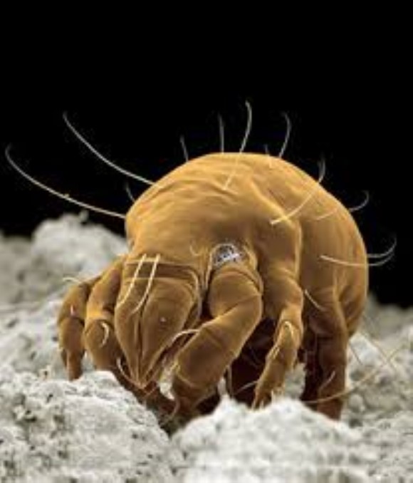 Dermatophagoides pteronyssinus Der P1 antigen.