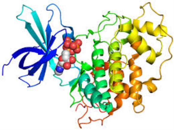 anti-GSK3 Beta IgG2a mAb.