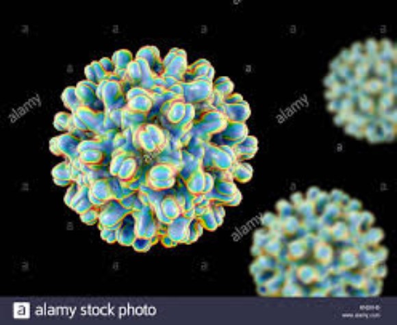 HBV surface recombinant antigen HBsAg