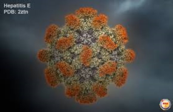 HEV (Birma) ORF2 recombinant antigen