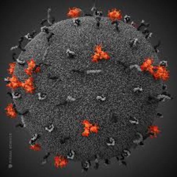 HIV 1 p24 core recombinant antigen.