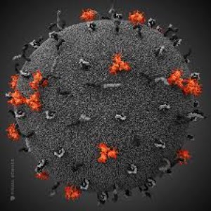 HIV-1  nef recombinant antigen