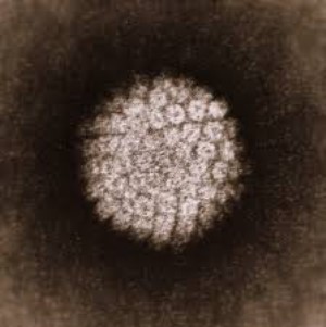 Recombinant Human Papillomavirus E6