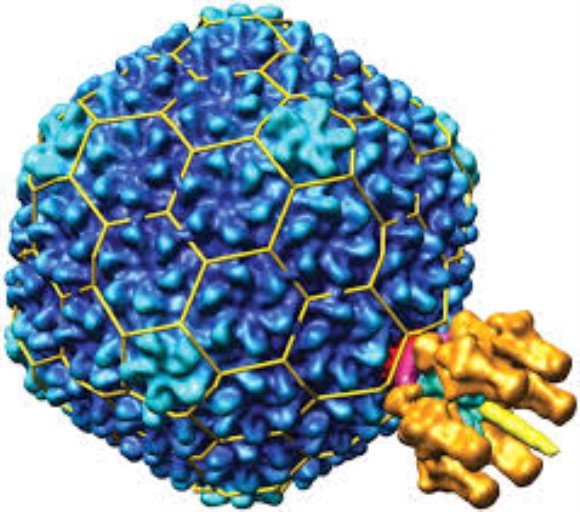 anti-HSV (I) gD IgG1 mAb