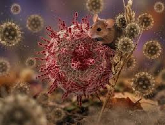 Hantavirus Nucleocapsid Antigen