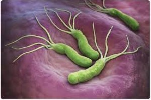 Helicobacter pylori