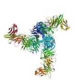 Influenza Virus