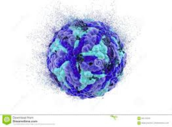 JEV ENV antigen