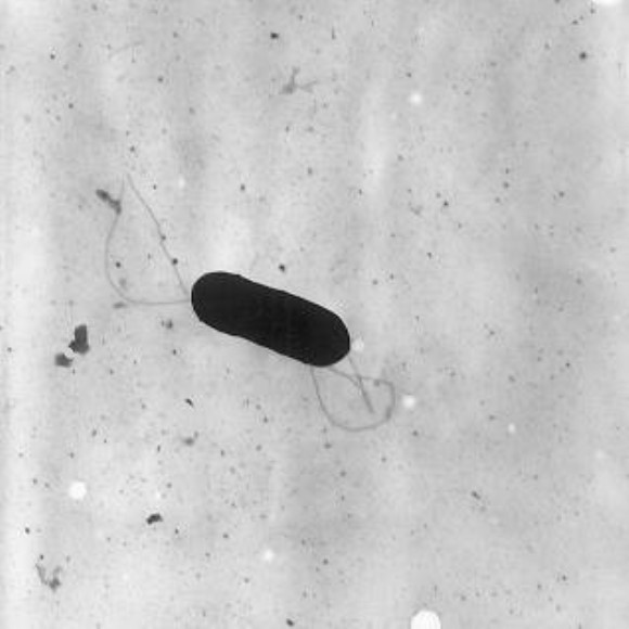 Listeria monocytogenes Flagellin