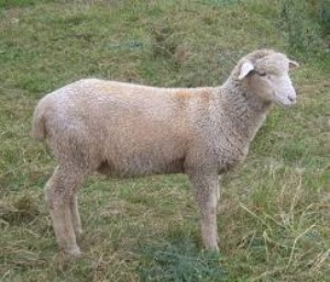 Ovine Prolactin
