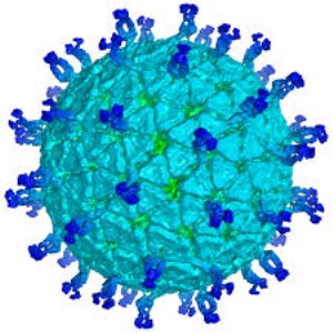 Rotavirus