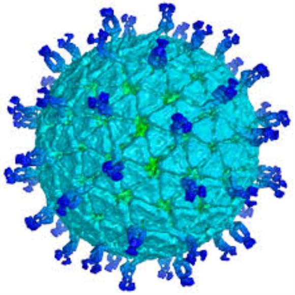 anti-Rotavirus p42 IgG2a mAb