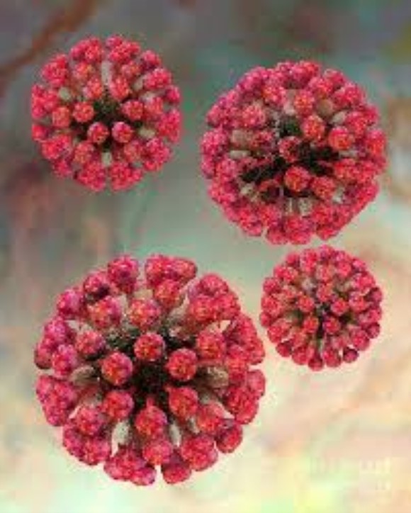 Rubella virus capsid (C) recombinant  antigen