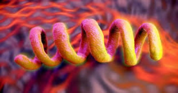 T. pallidum recombinant antigen TmpA