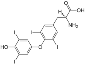 anti-Thyroxine monoclonal antibody IgG2a