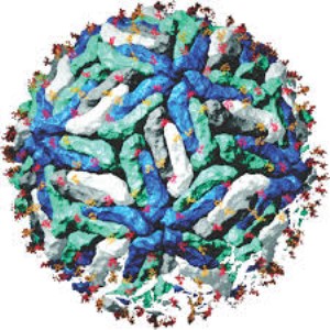 Tick-born encephalitis virus gE antigen
