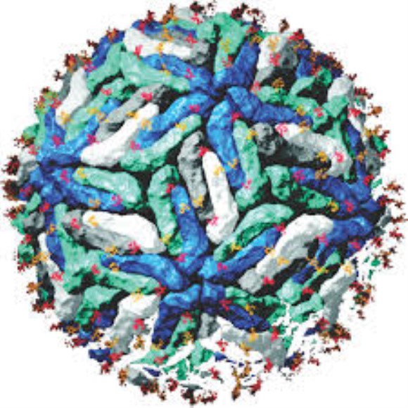 Tick-born encephalitis virus gE antigen