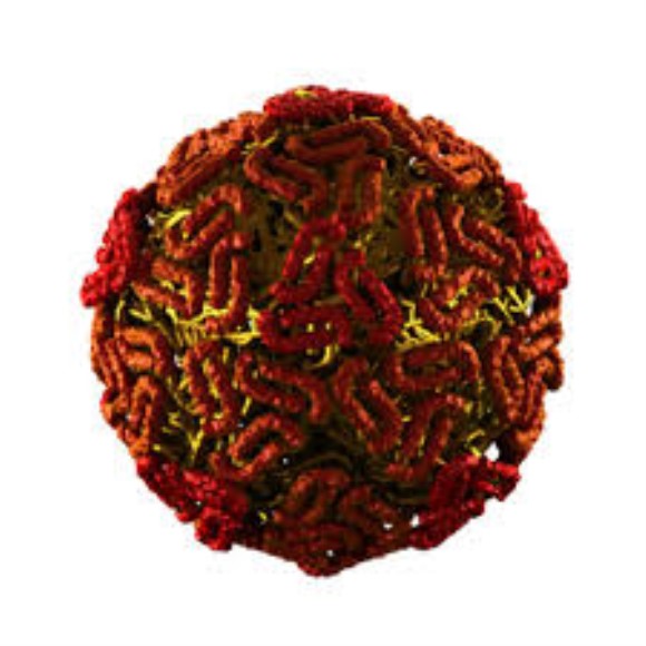 West Nile Virus Pre-M recombinant antigen