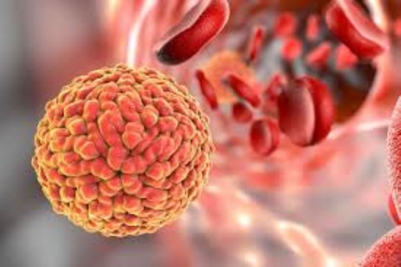 Zika Virus NS1  antigen