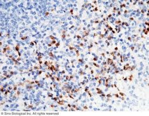 anti-SLAM anti-CDw150 IgG2a mAb