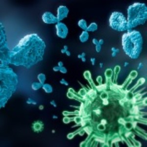 Antibodies