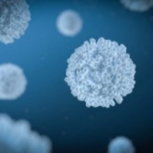 CD Antibodies