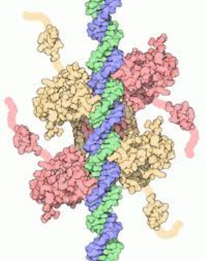anti-p53 Monoclonal Antibody