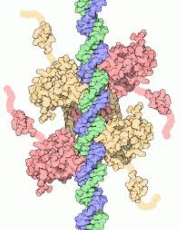 anti-p53 Monoclonal Antibody