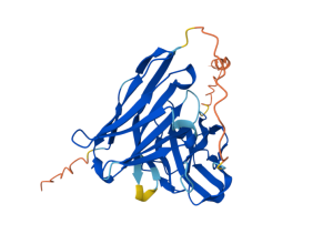 Single Chain anti-CD3 Recombinant Antibody