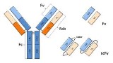 Single Chain Recombinant Antibodies (scFv)